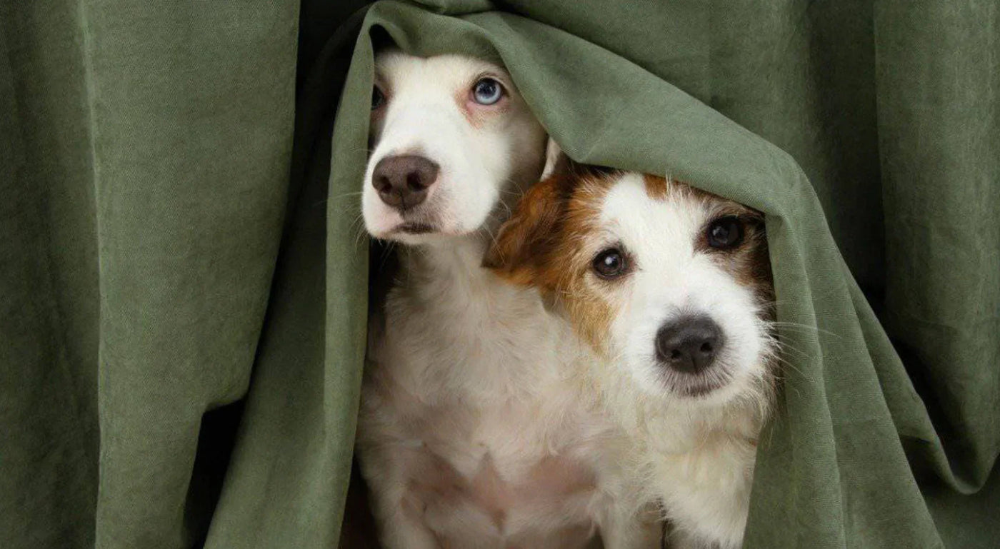 10 Pet Care Mistakes Even Loving Pet Parents Make