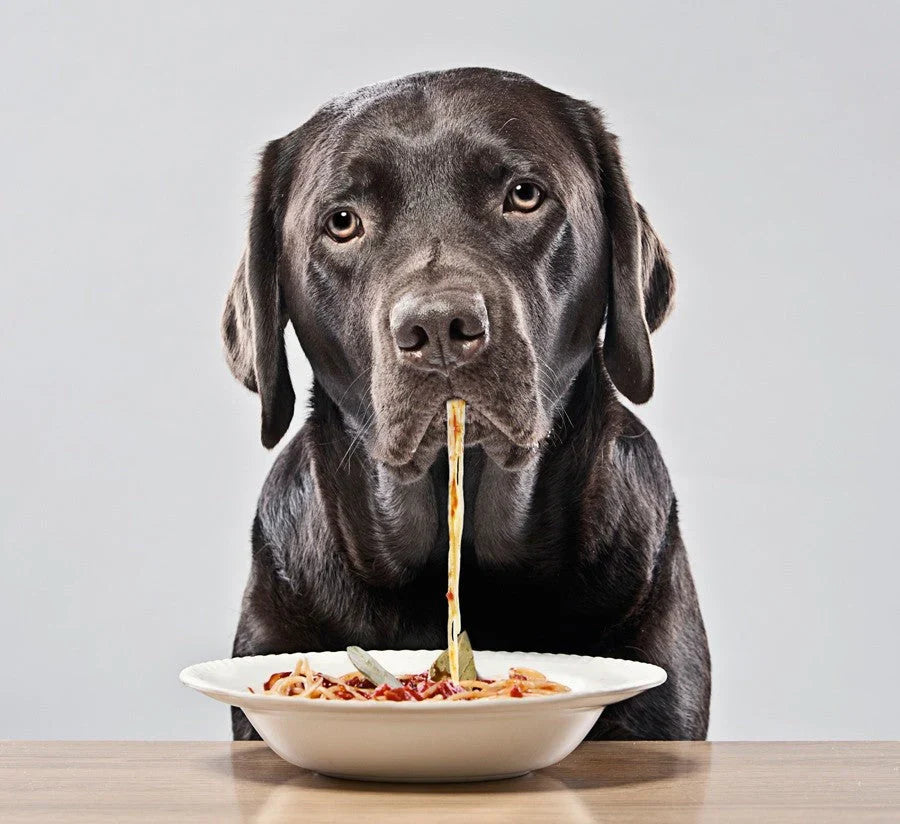 Dog Food Guide for Kids