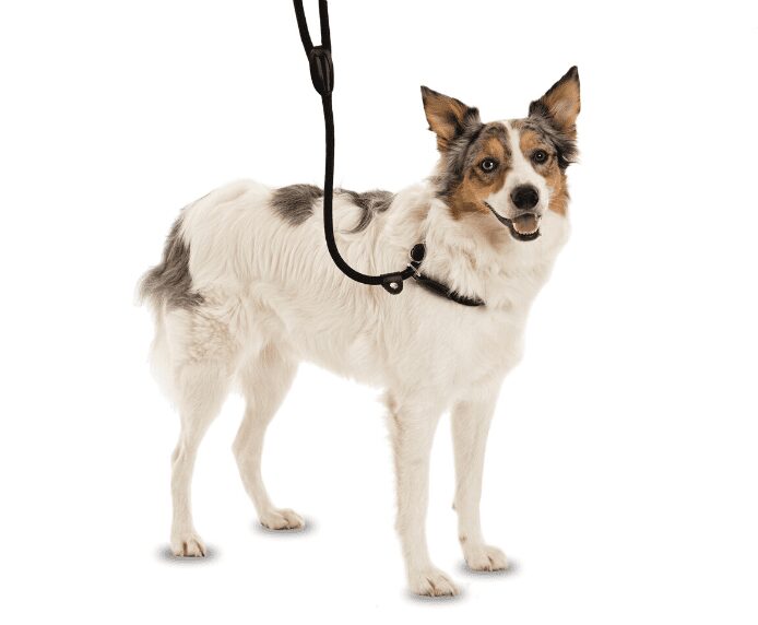 Company of Animals Clix 3-in-1 Slip Lead – Black, Large (1.7m)