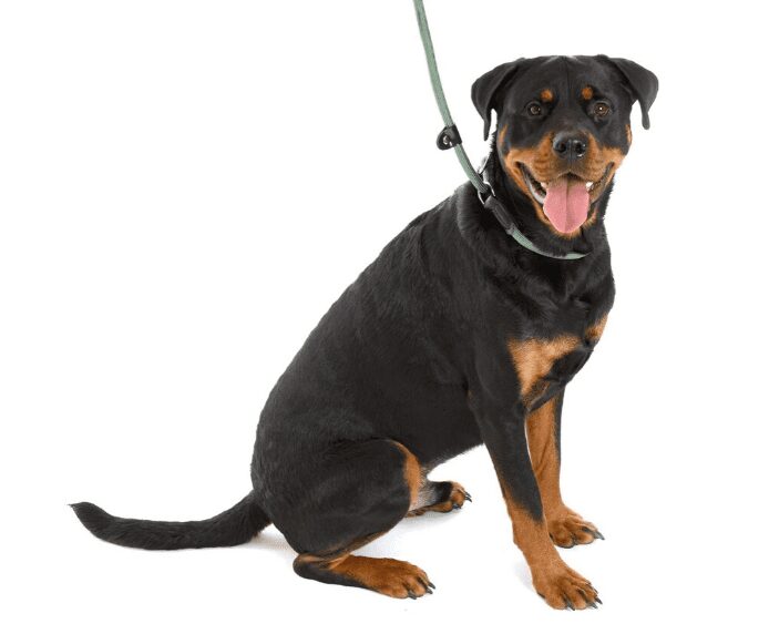 Company of Animals Clix 3-in-1 Slip Lead – Green, Large (1.7m)