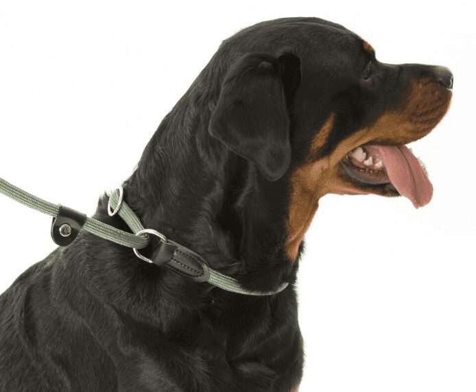 Company of Animals Clix 3-in-1 Slip Lead – Brown, Large (1.7m)