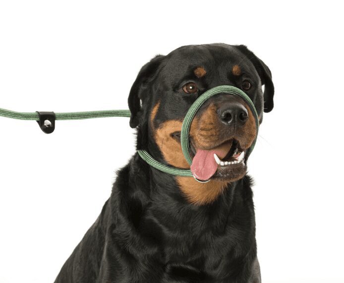 Company of Animals Clix 3-in-1 Slip Lead – Green, Large (1.7m)