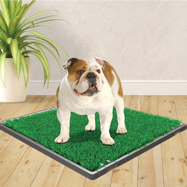 Four Paws Wee-Wee Premium Grass Patch Pet Potty