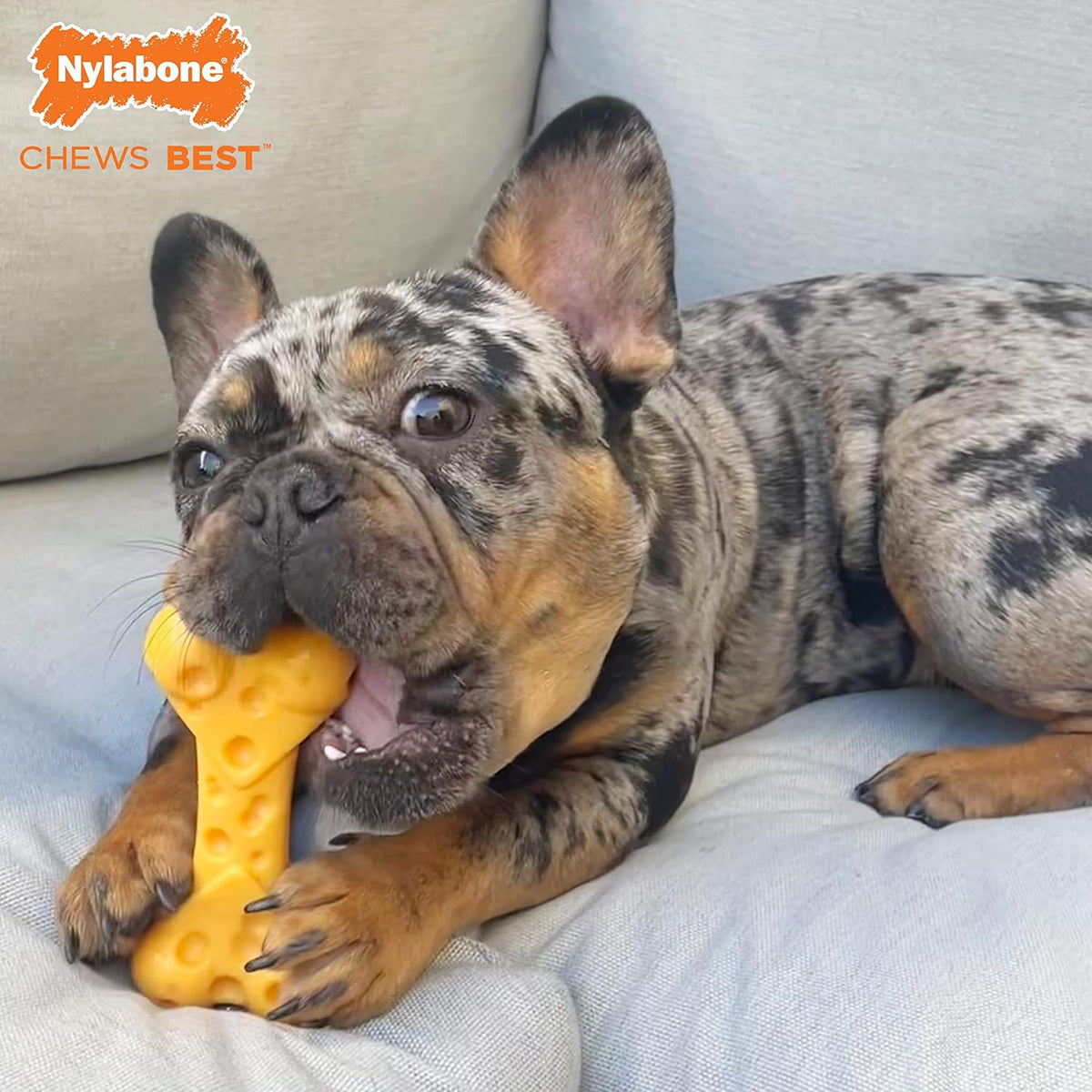 Nylabone DuraChew Cheese Bone – Large