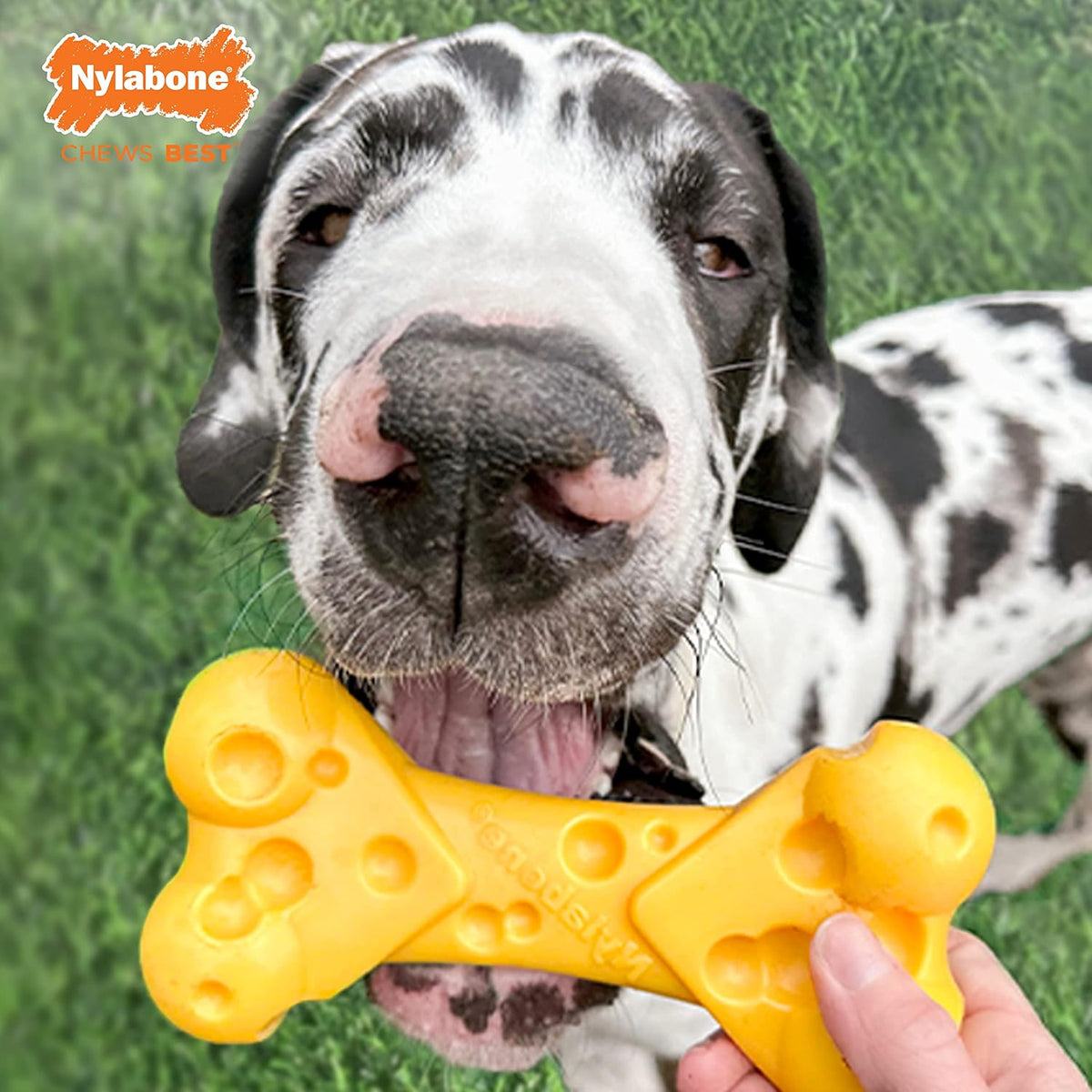 Nylabone DuraChew Cheese Bone – Large