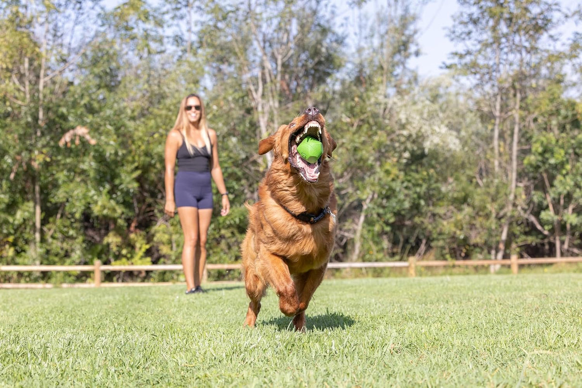 Petmate Chuckit! Erratic Ball Dog Toy – Medium, 1-Pack