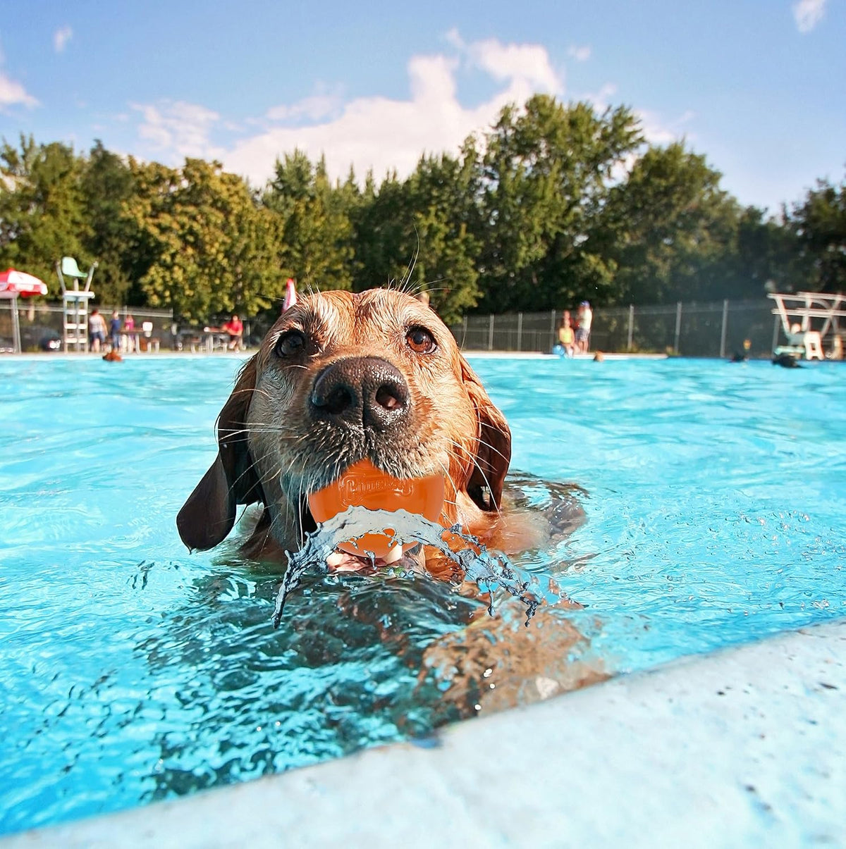 Petmate Chuckit! HydroFreeze Ball Dog Toy – Large