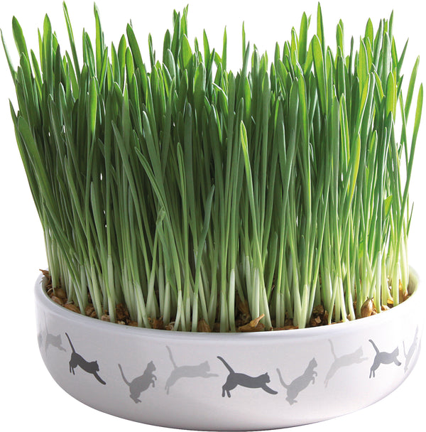 Trixie Ceramic Bowl with Cat Grass, ø 15 × 4 cm, 50 g   NEW