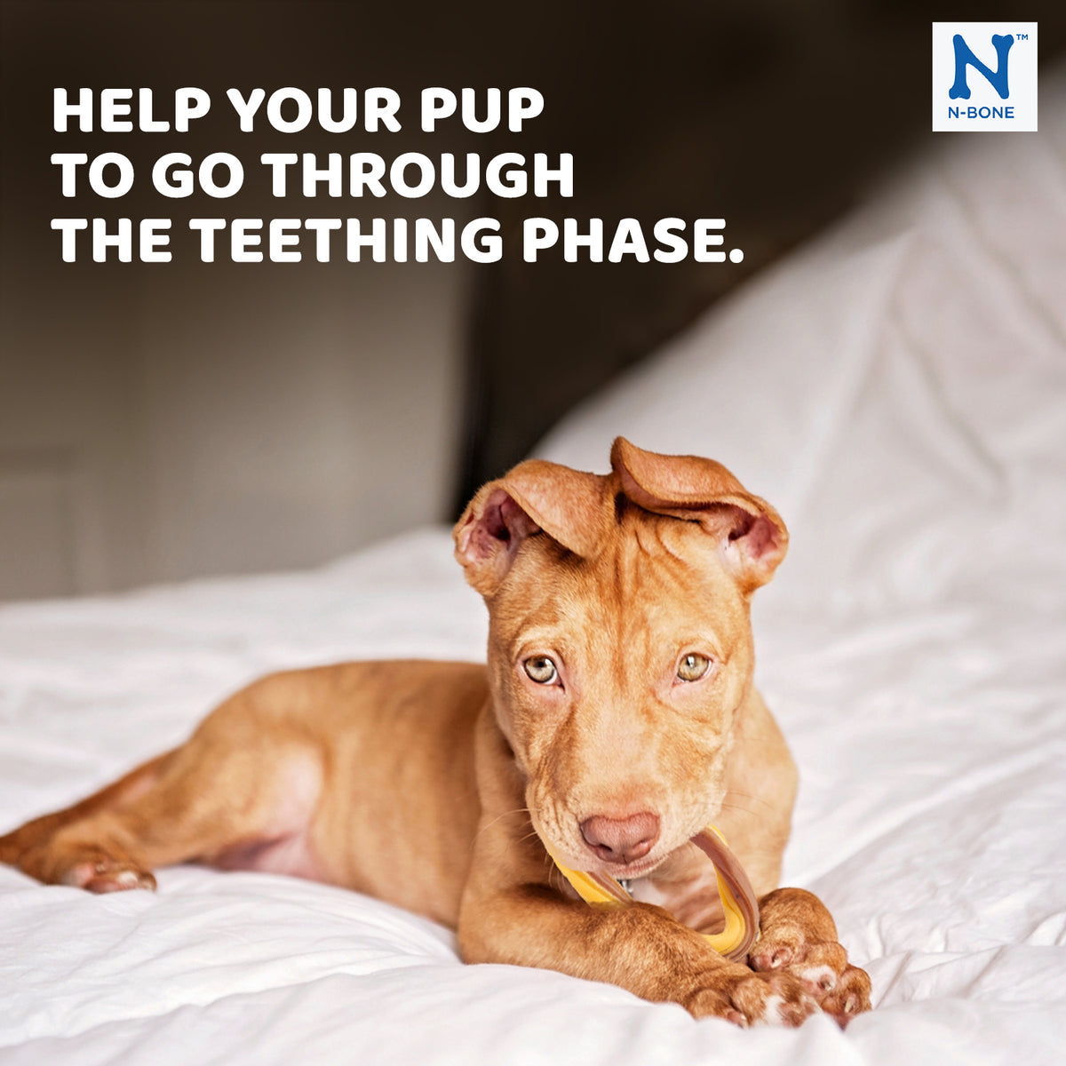 N-Bone Puppy Teething Ring, Pumpkin Flavor - 112171 PDP 2.jpg